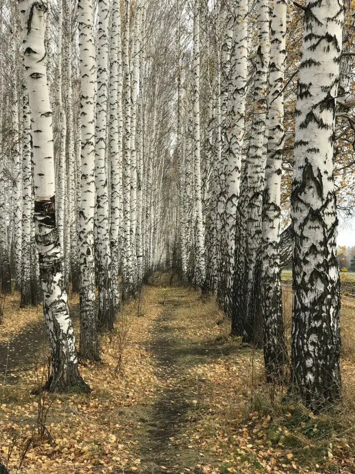 A path through a birch forest