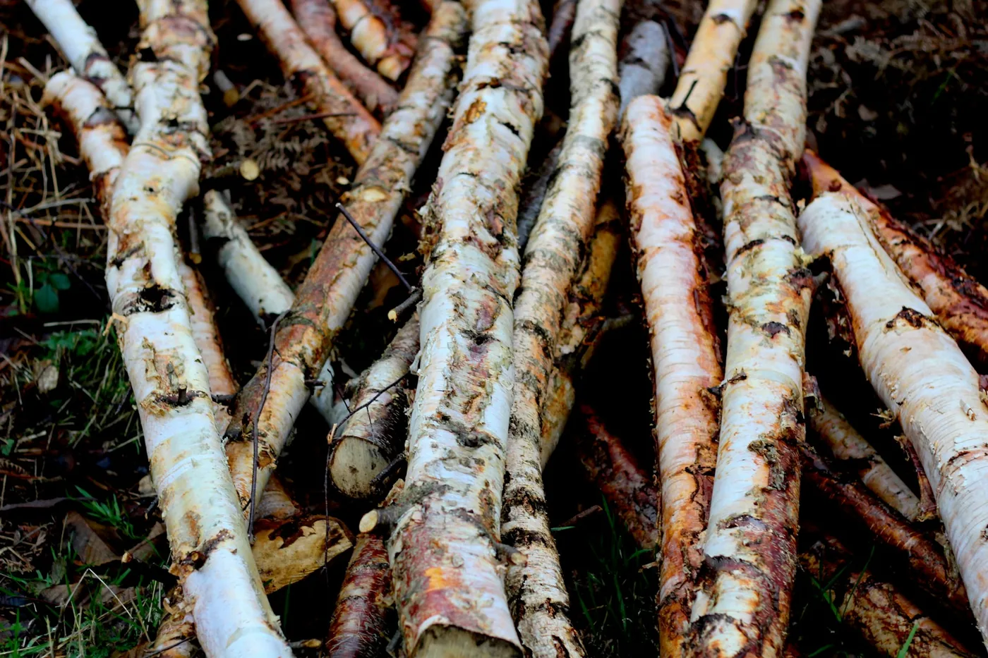 Freshly cut birch logs