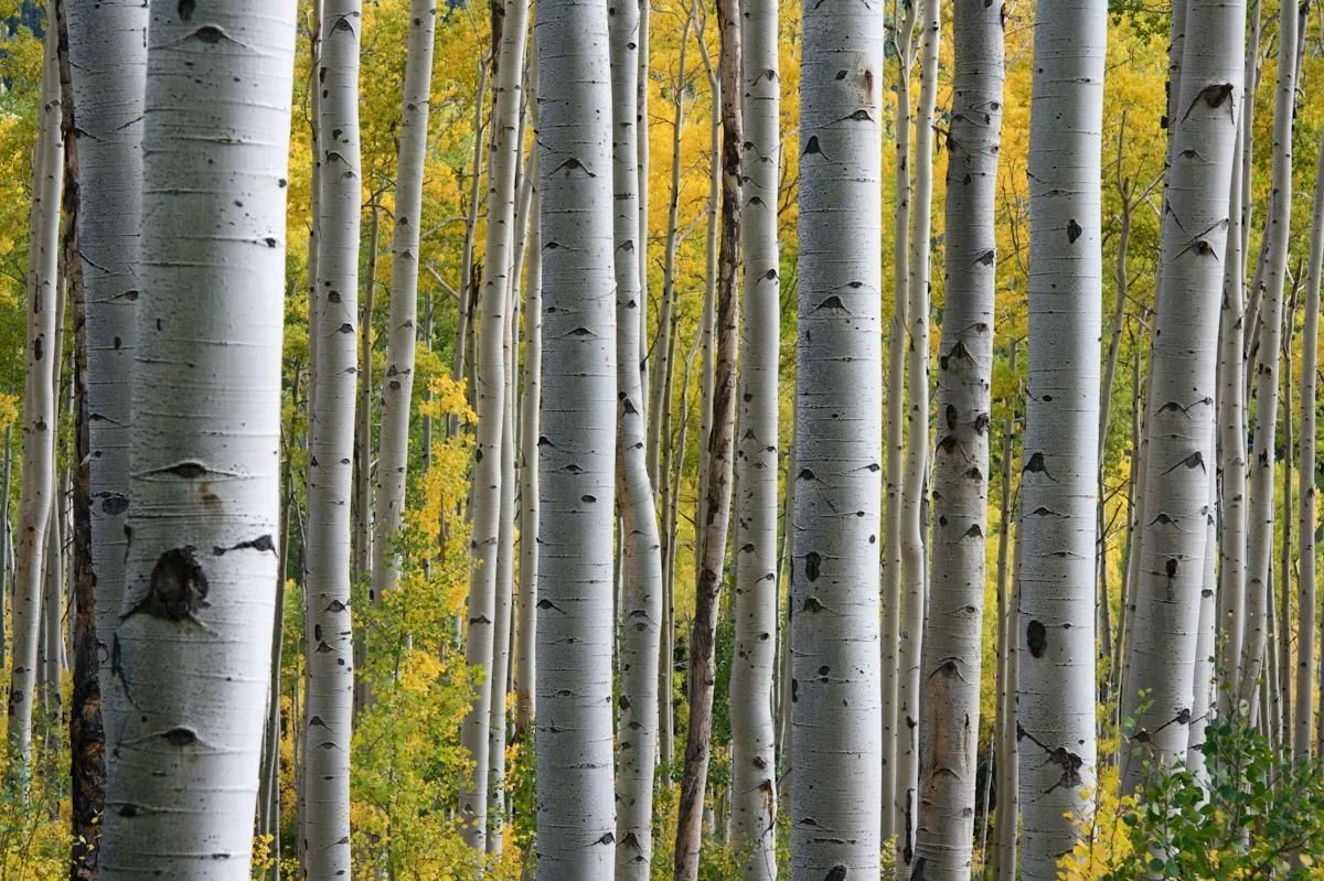 A birch forest