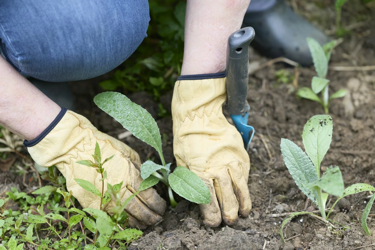 Planting a sapling